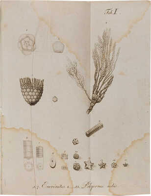 Фишер фон Вальдгейм Г.И. Исследование об ископаемых, в Московской губернии находящихся. М., 1812.